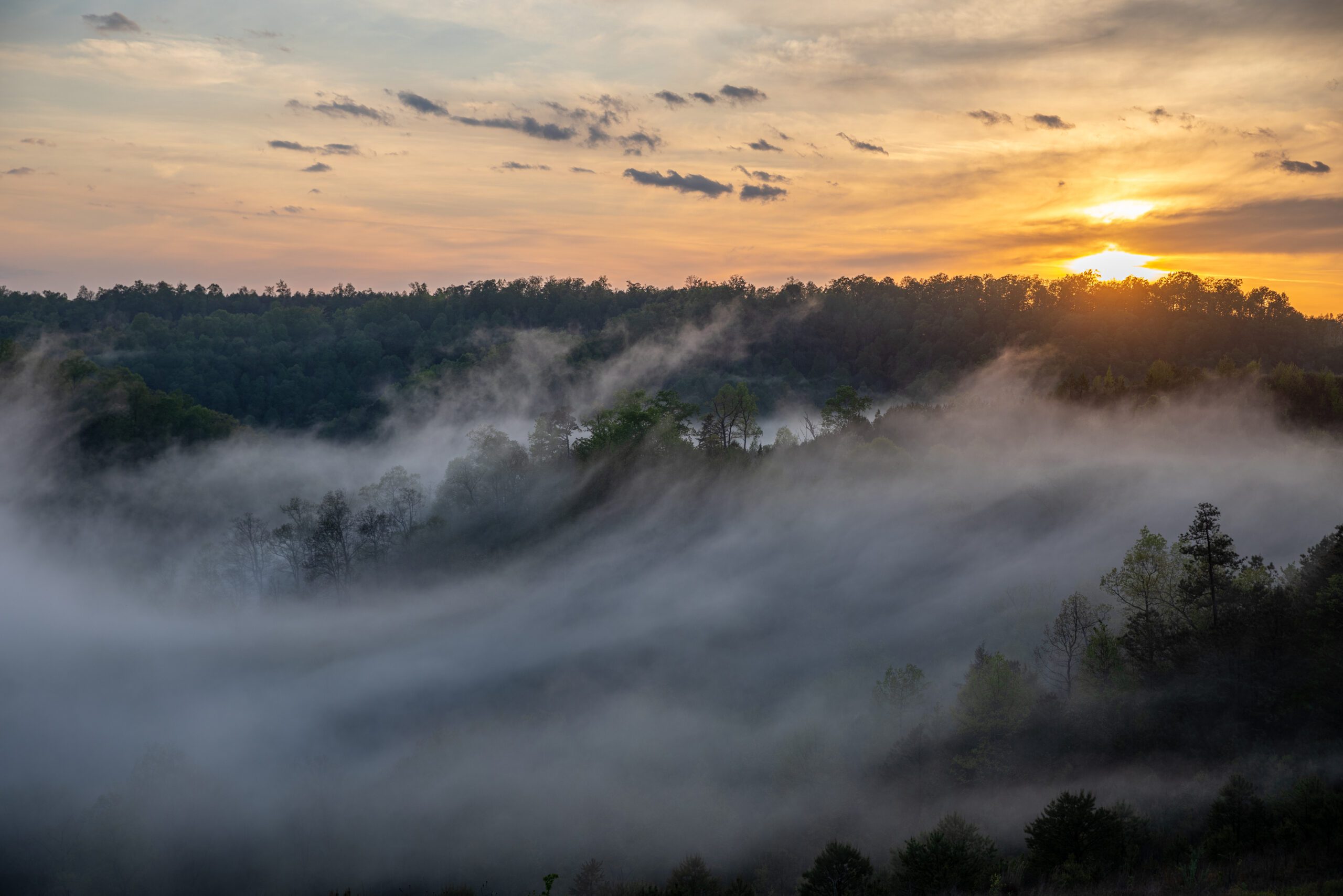 a foggy landscape with trees and the sun setting